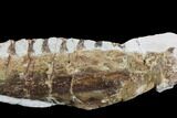 Mosasaur (Tethysaurus) Jaw Section - Goulmima, Morocco #89246-1